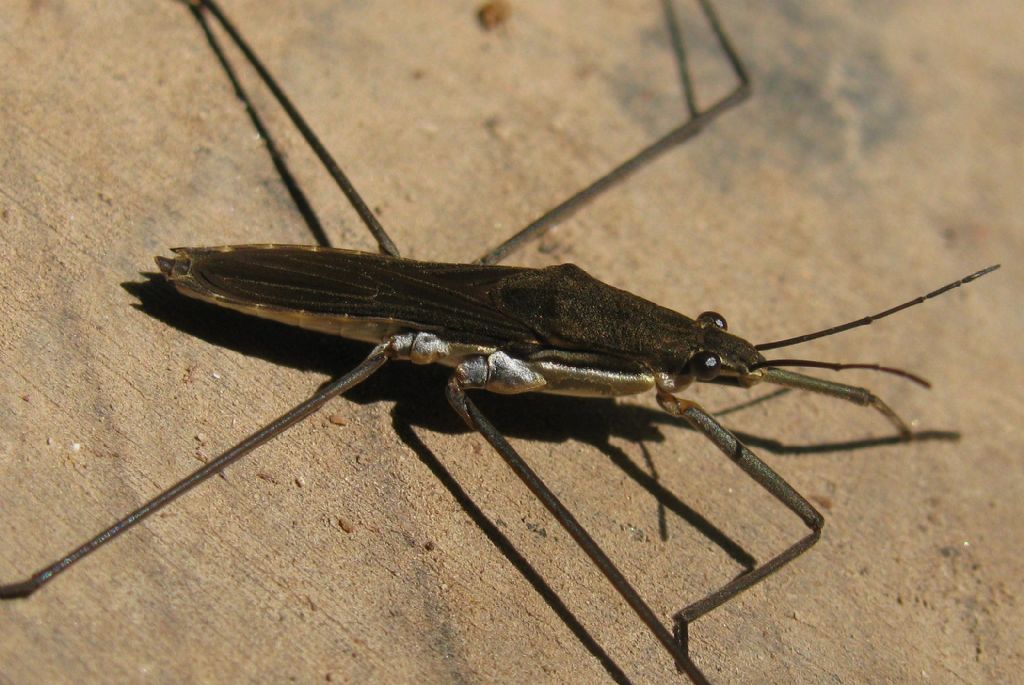 Gerridae: Aquarius ventralis di Turchia